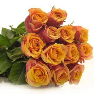 50_gingery_joy_fa10970_enlarge-2