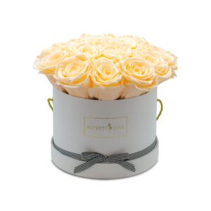 Apricot-Elegance_120