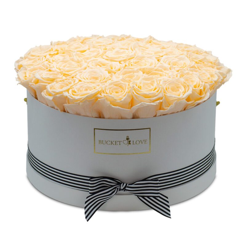 Apricot-Elegance_259
