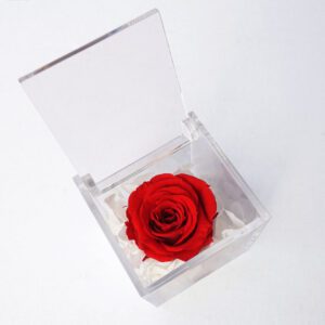 moja simpatija večna vrtnica