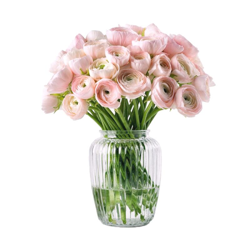 sanjski šopek ranunkul