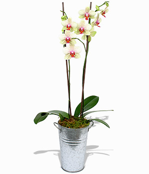Neslišna vedrina orhideja