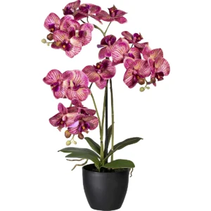 Orhideja_phalaenopsis_pdplarge-mrd-570273_AFS_00_00_00_7920773