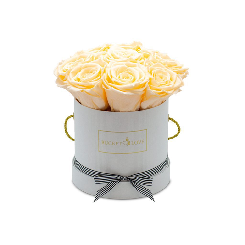 Apricot Elegance (večne vrtnice) - slika 2
