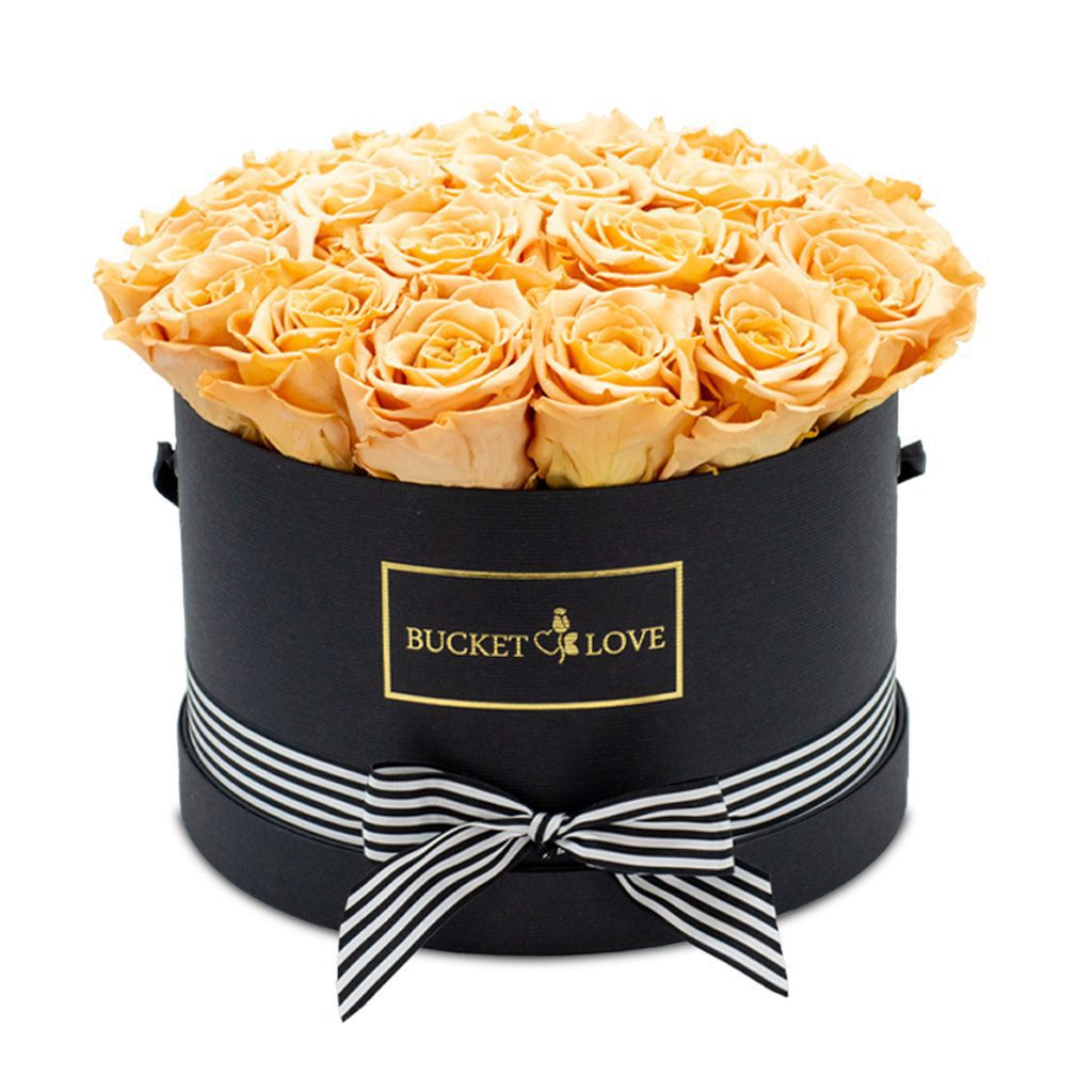 Apricot Elegance (večne vrtnice) - slika 27