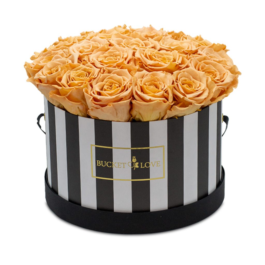 Apricot Elegance (večne vrtnice) - slika 31