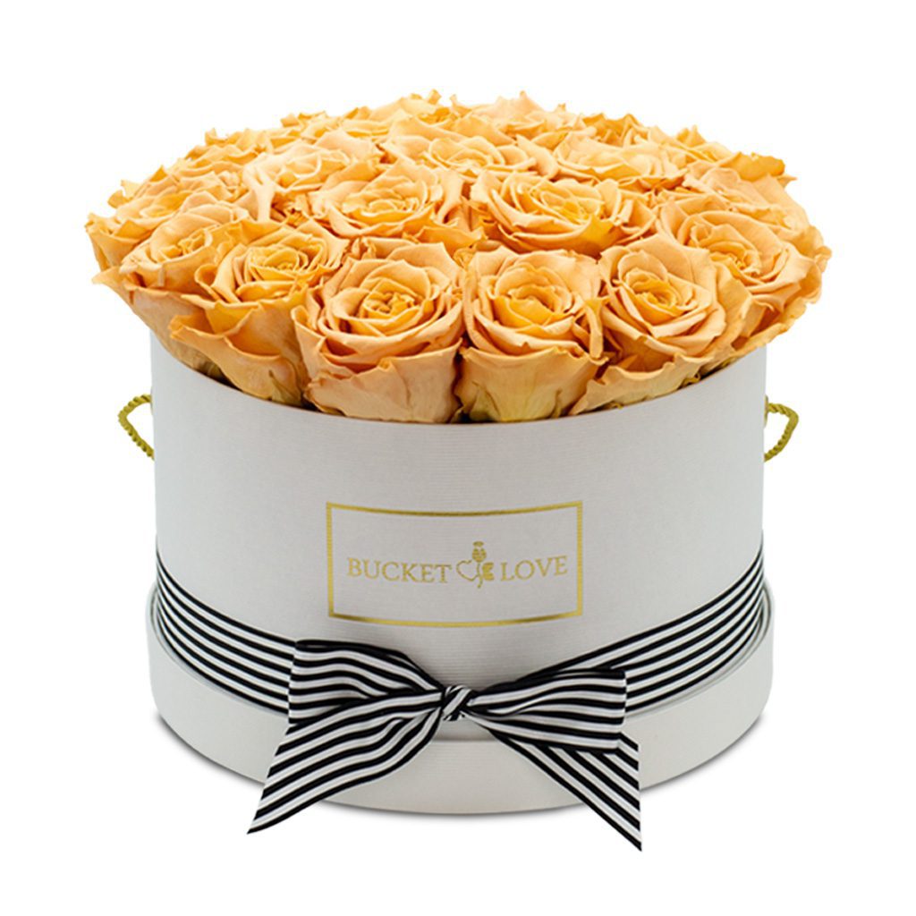 Apricot Elegance (večne vrtnice) - slika 33