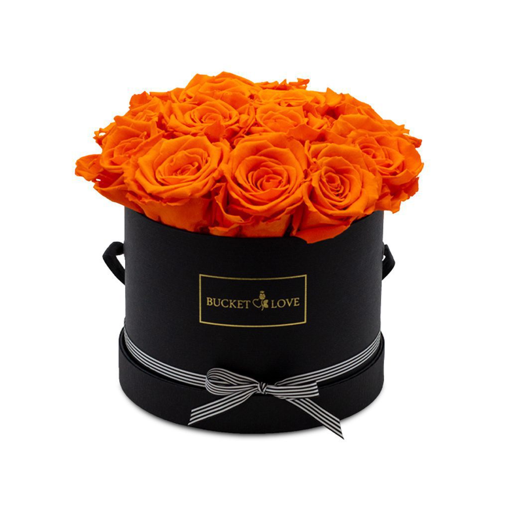 Apricot Elegance (večne vrtnice) - slika 38