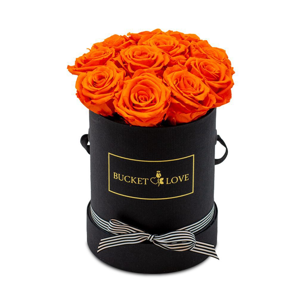Apricot Elegance (večne vrtnice) - slika 37