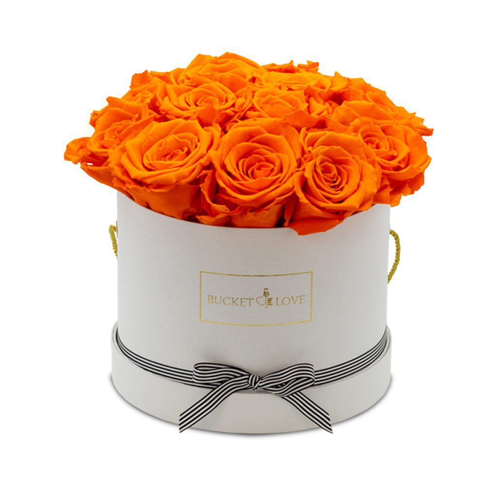 Apricot Elegance (večne vrtnice) - slika 68