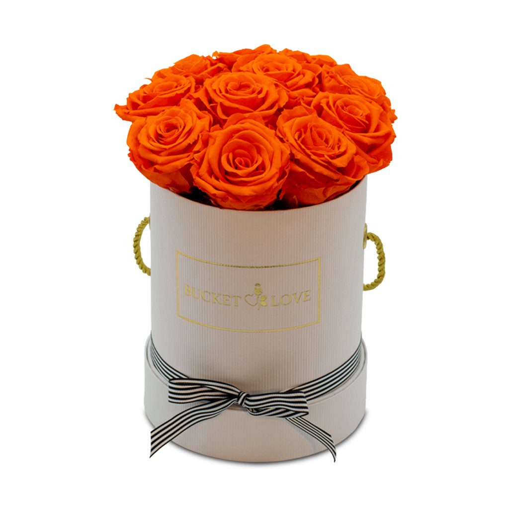 Apricot Elegance (večne vrtnice) - slika 67