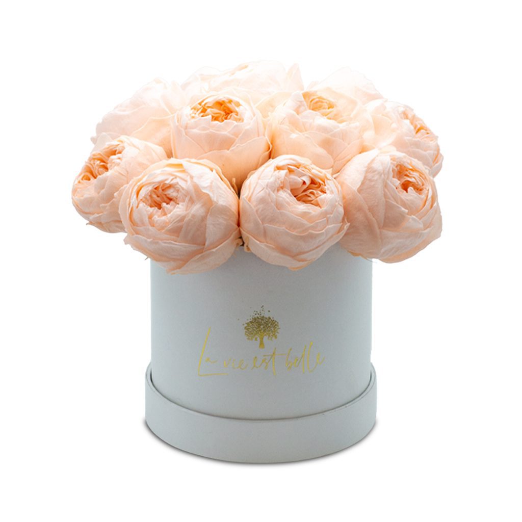 Apricot Elegance (večne vrtnice) - slika 79