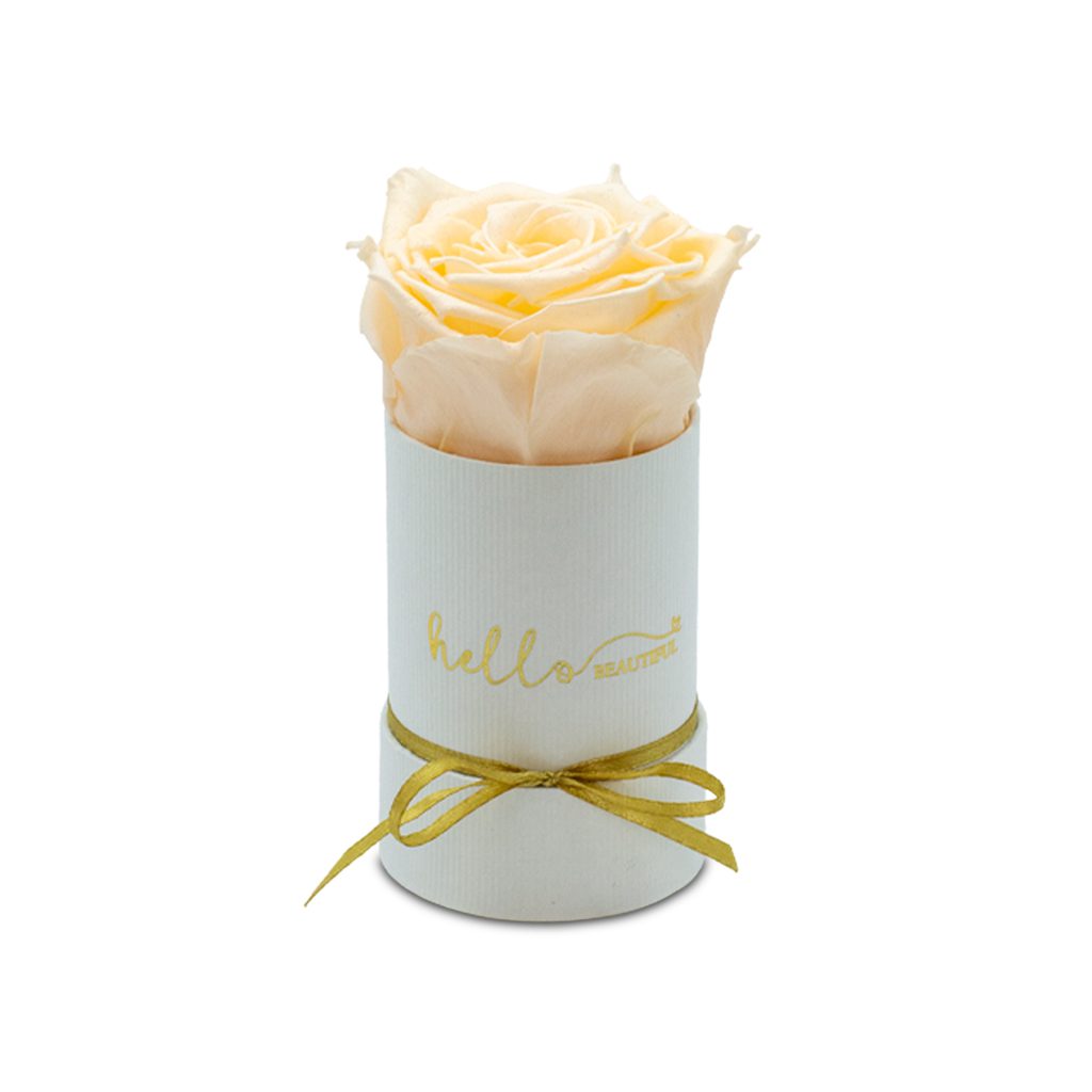 Apricot Elegance (večne vrtnice) - slika 95
