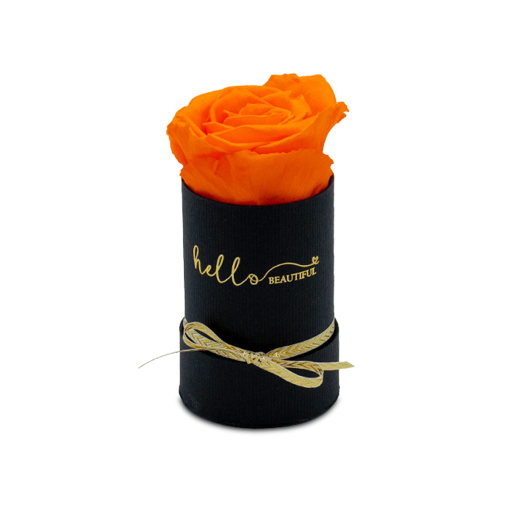 Apricot Elegance (večne vrtnice) - slika 96