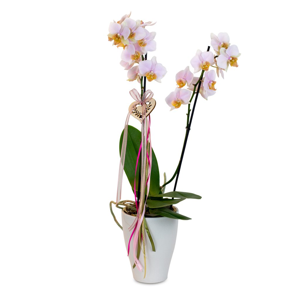 Apricot Elegance (večne vrtnice) - slika 105