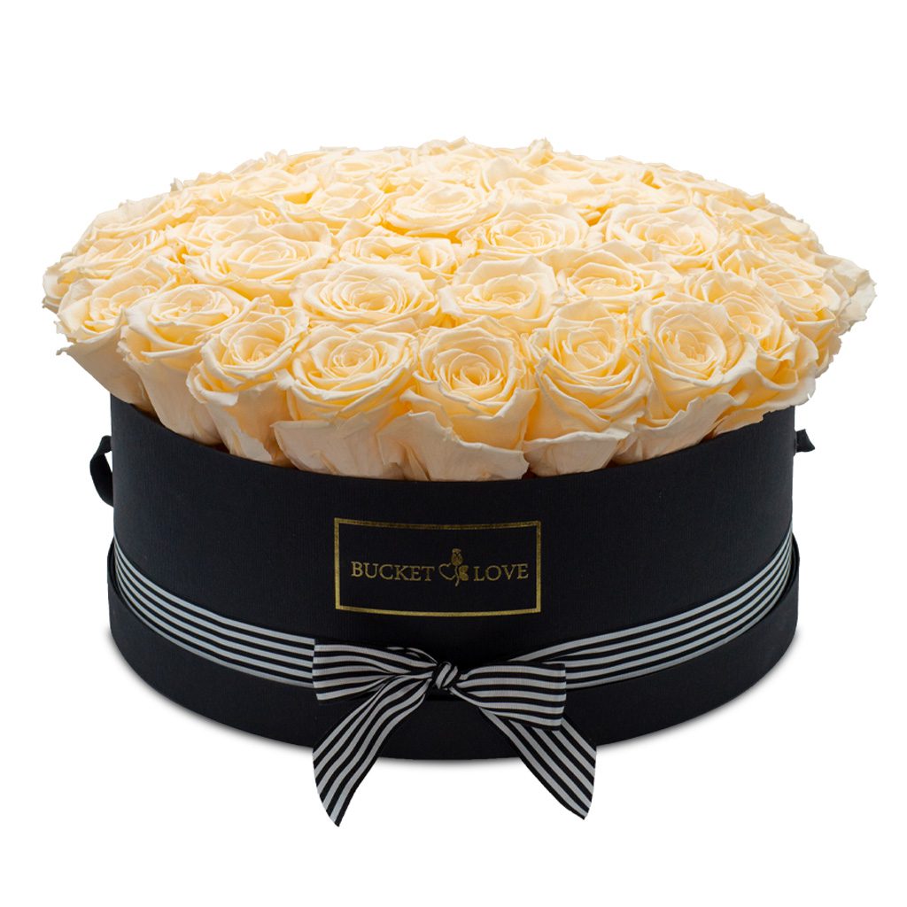 Apricot Elegance (večne vrtnice) - slika 153
